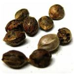 Семена марихуаны АК-47 (Seeds AK-47) в Набережных Челнах Семена марихуаны АК-47 (Seeds AK-47) в Набережных Челнах